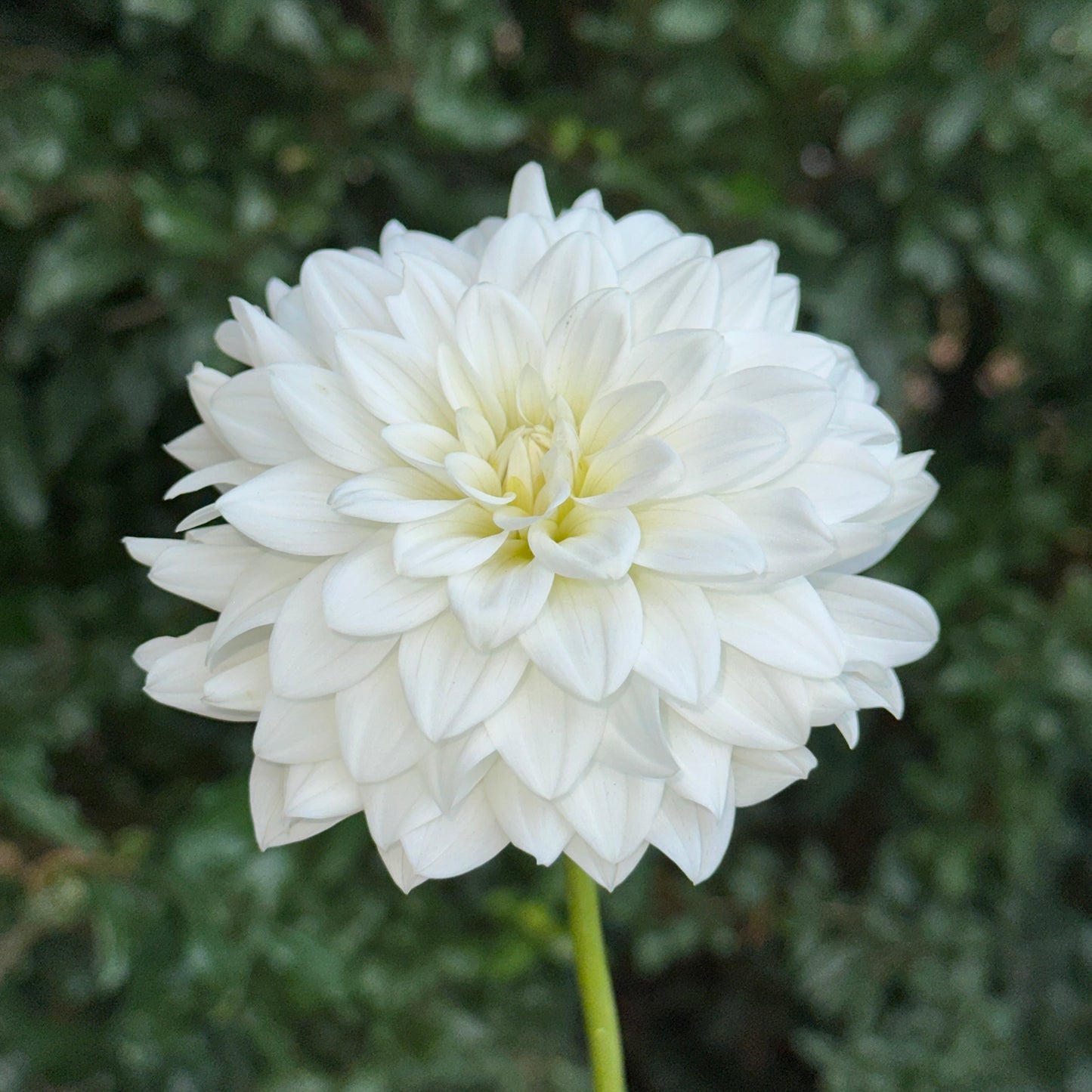 Siberia Dahlia Tuber