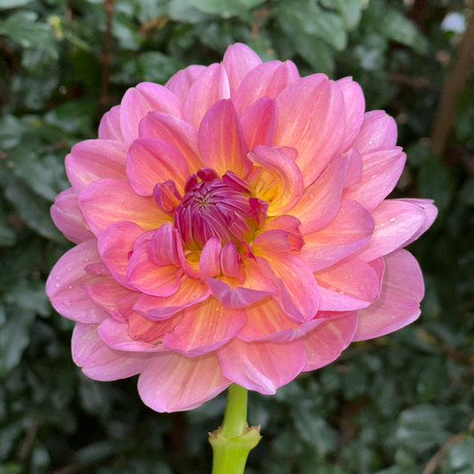 Hapet Old Charm Dahlia (Limit 1 p.p)