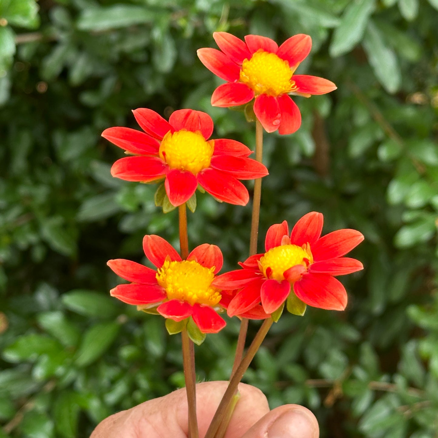 Topmix Orange Dahlia Tuber