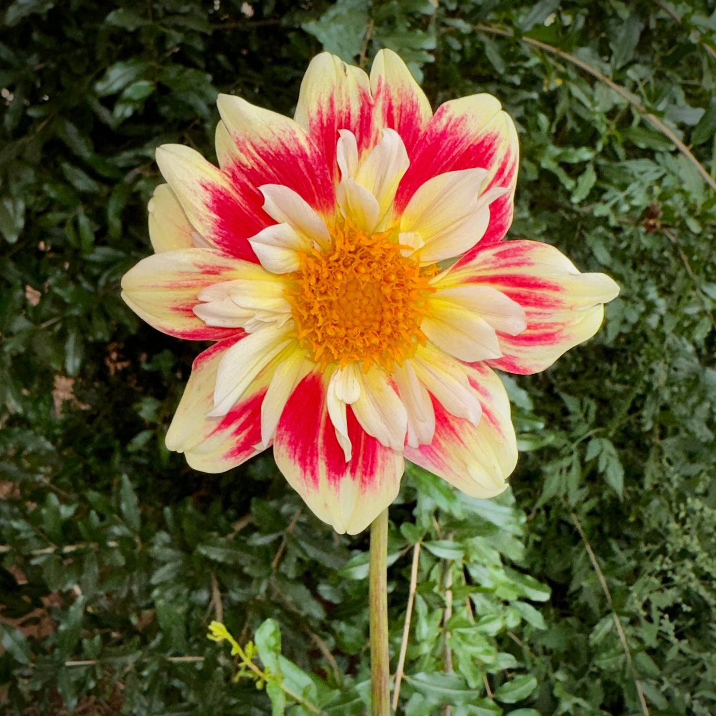 Aspire Fancy Dahlia Tuber