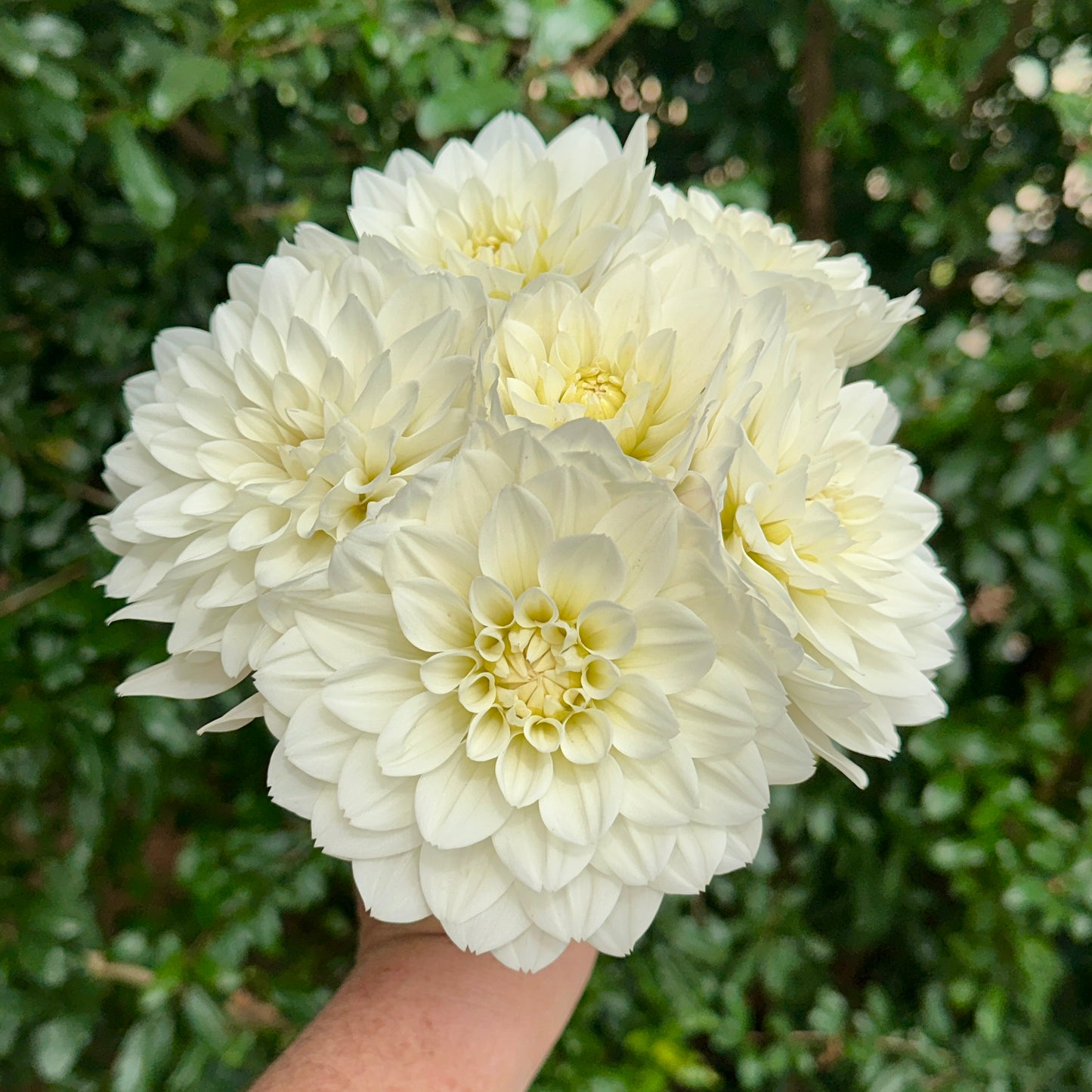 Montreuil Dahlia Tuber