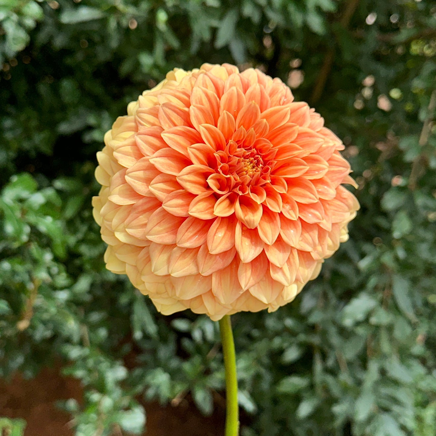 Bracken Palomino Dahlia Tuber