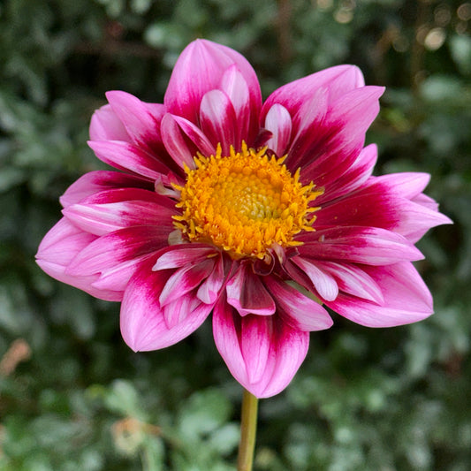 Liquid Desire Dahlia Tuber