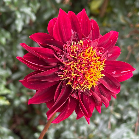 Soulman Dahlia Tuber