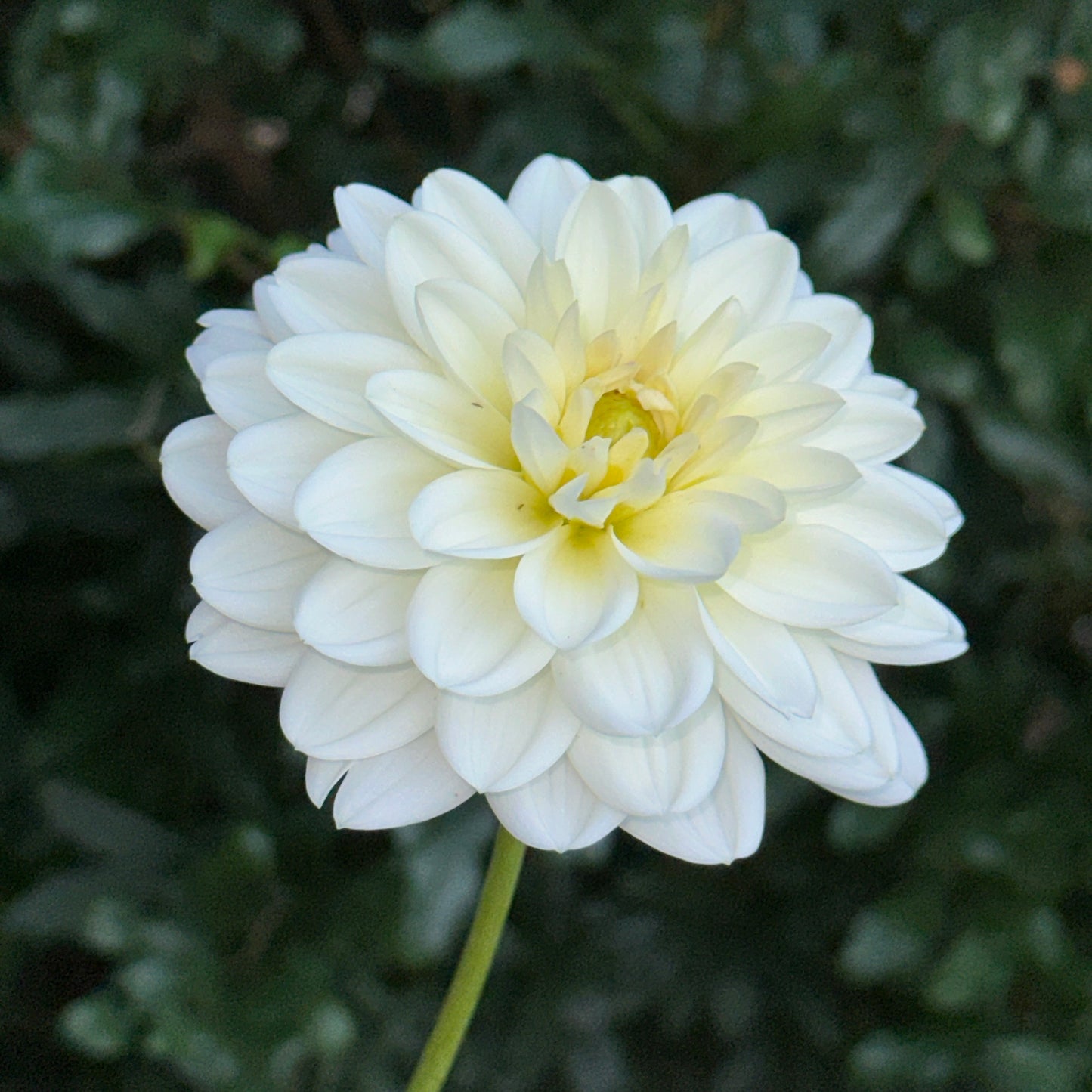 White Onesta Dahlia Tuber