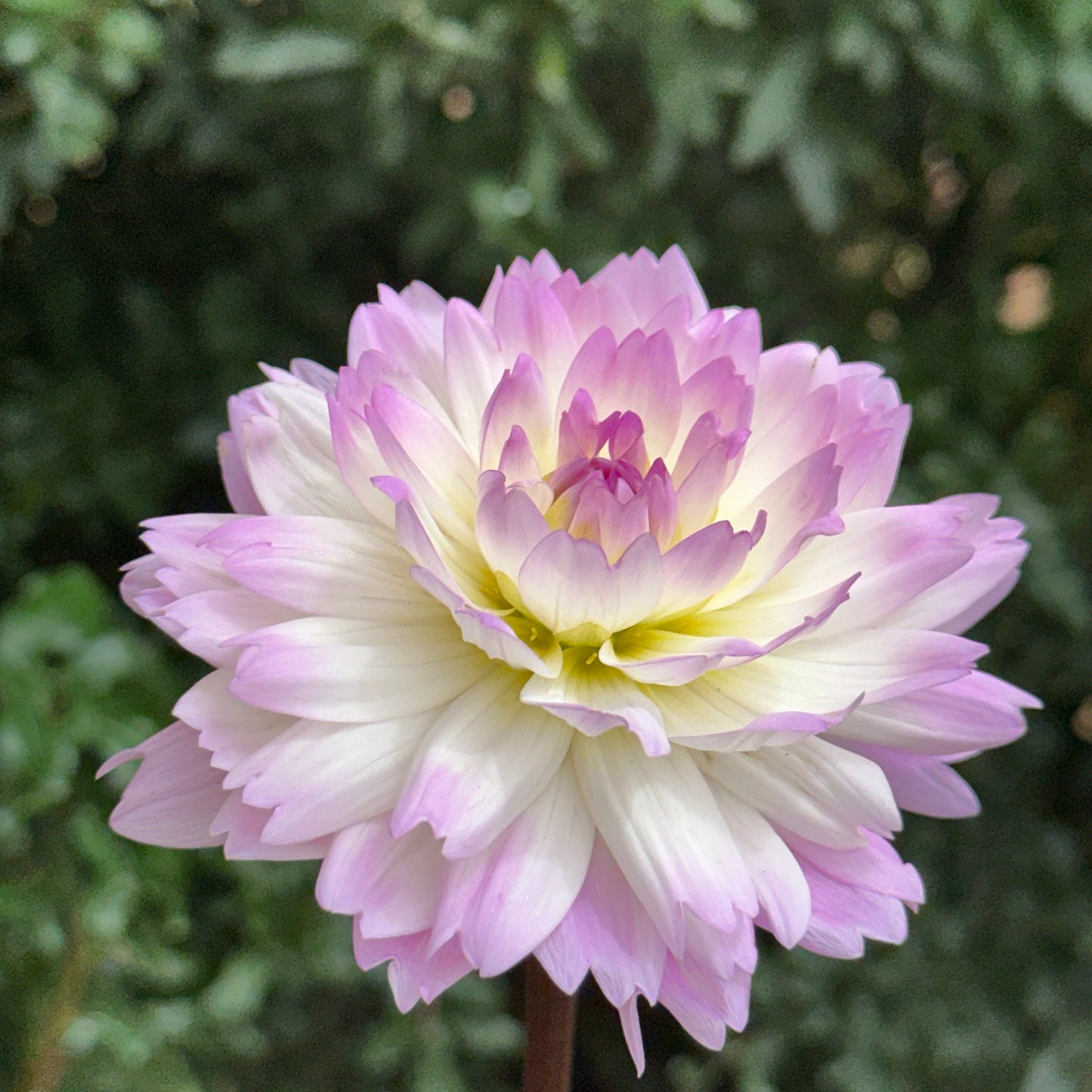 Sandia Melody Dahlia Tuber