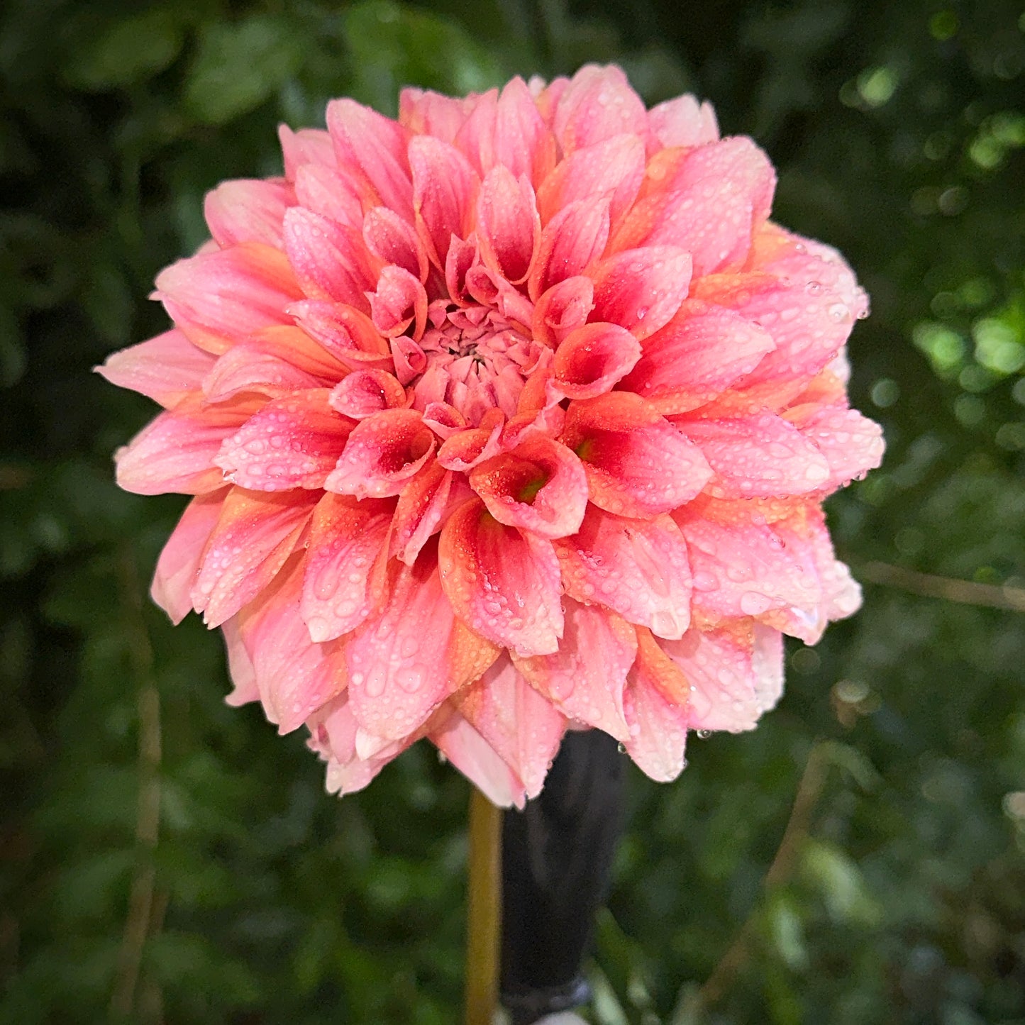 Hollyhill Orange Ice Dahlia Tuber