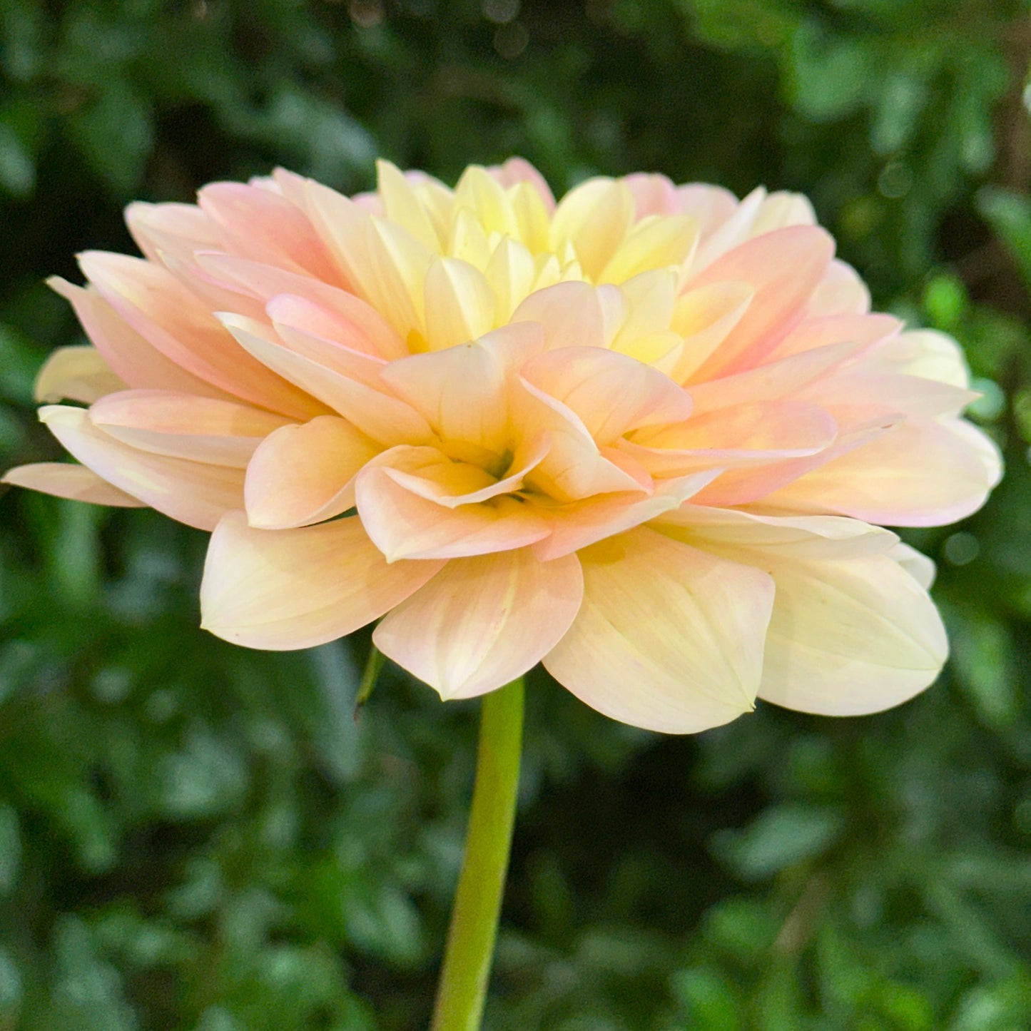 Day Dreamer Dahlia Tuber