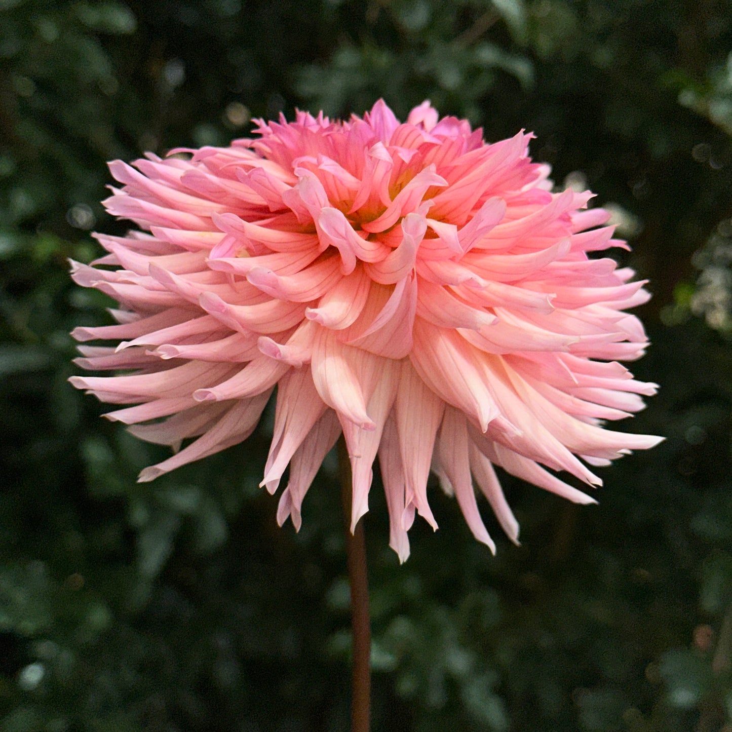 Preference Dahlia Tuber