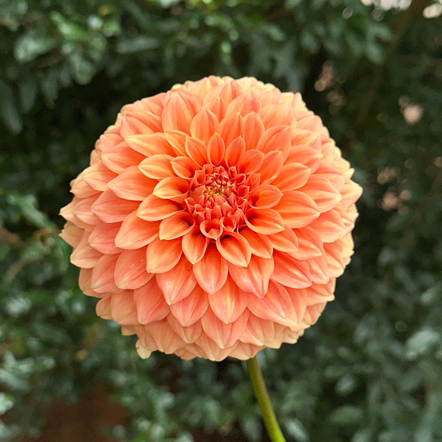 Bracken Palomino Dahlia Tuber