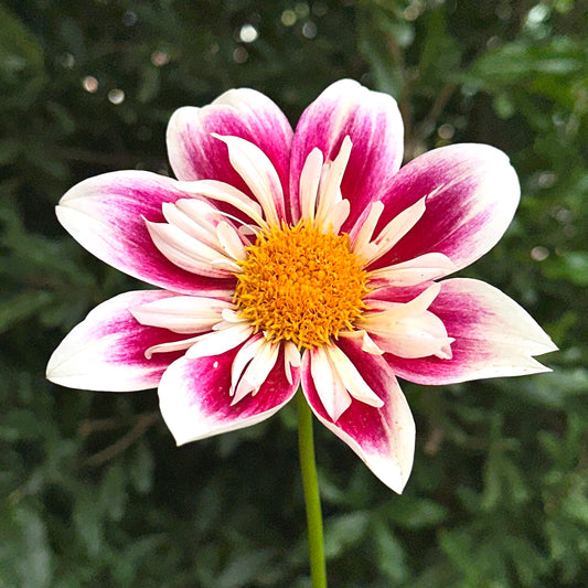 Fashion Monger Dahlia Tuber