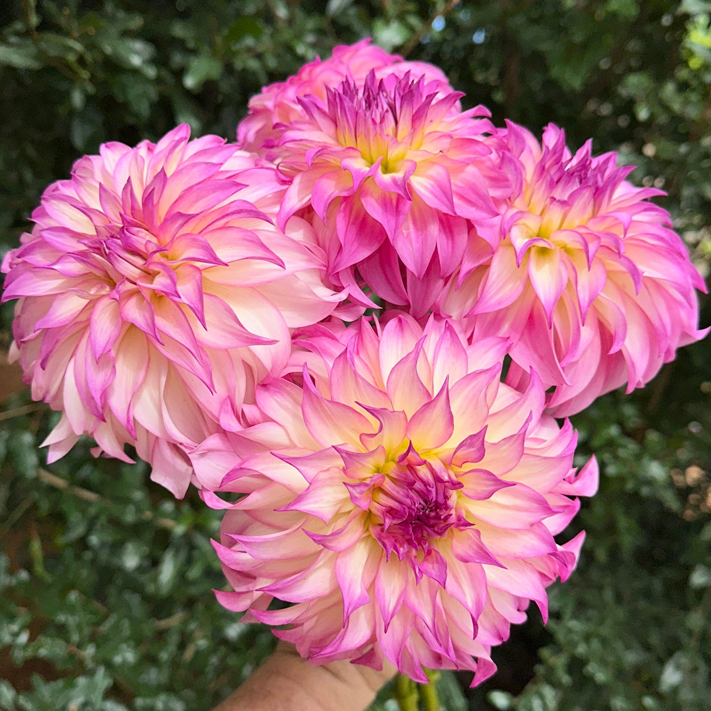 Colorado Classic Dahlia Tuber