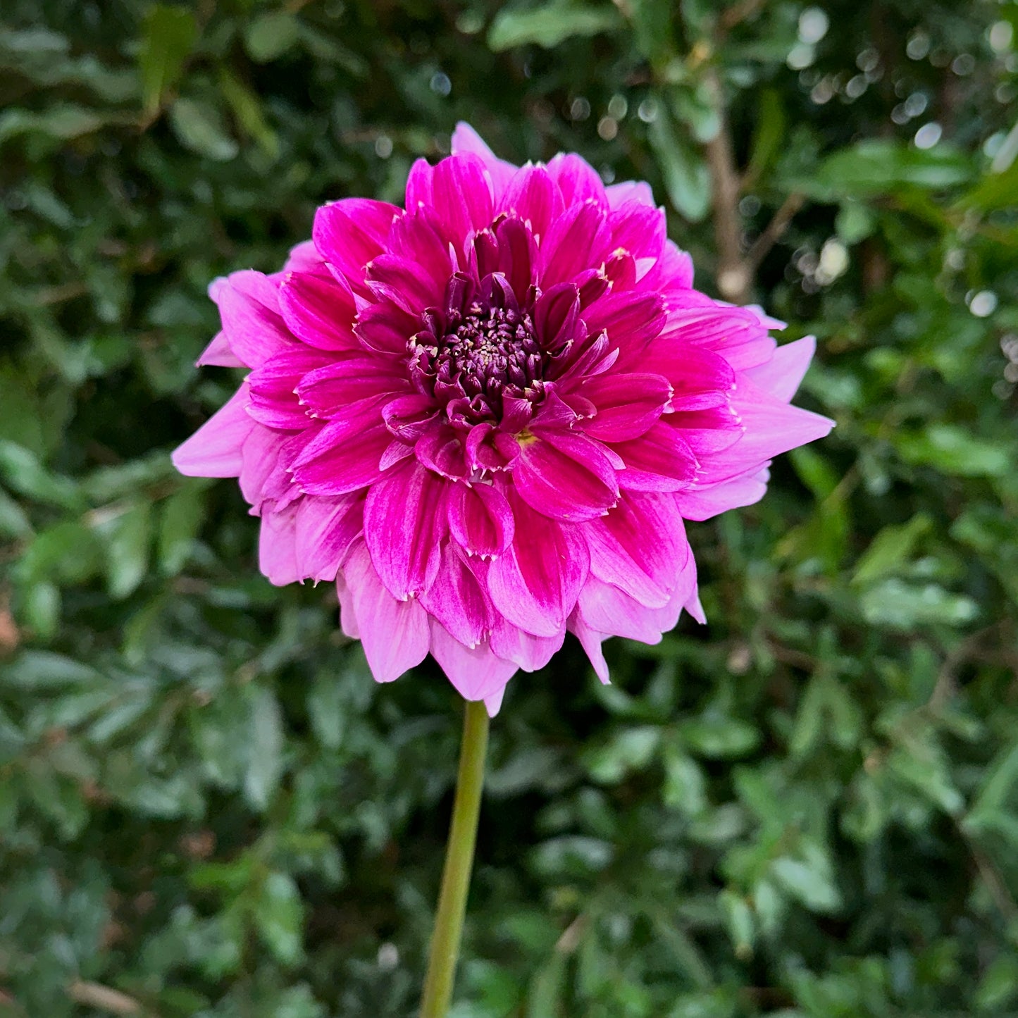 Richards Fortune Dahlia Tuber