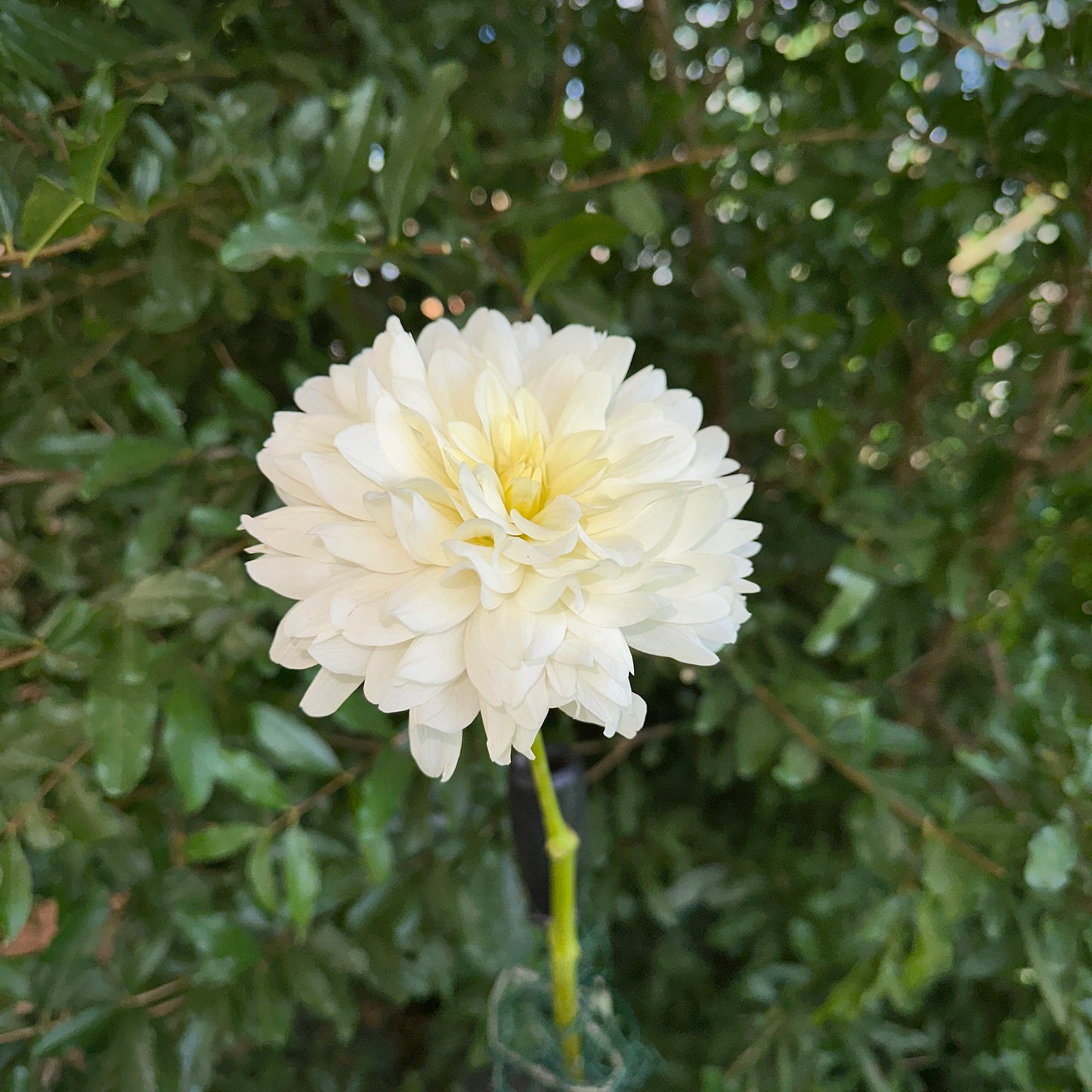 Le Castel Dahlia Tuber