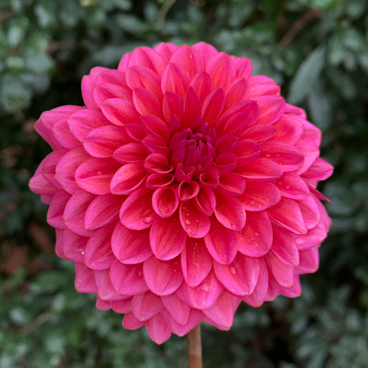 Salmon Runner Dahlia Tuber