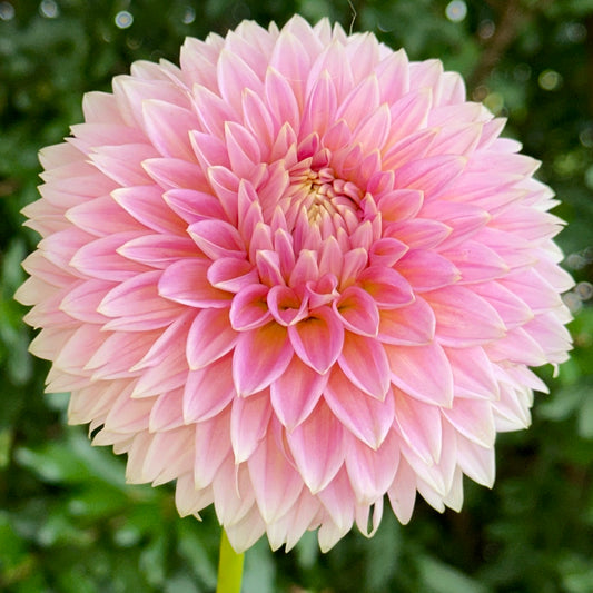 Bloomquist Mojo Dahlia Tuber