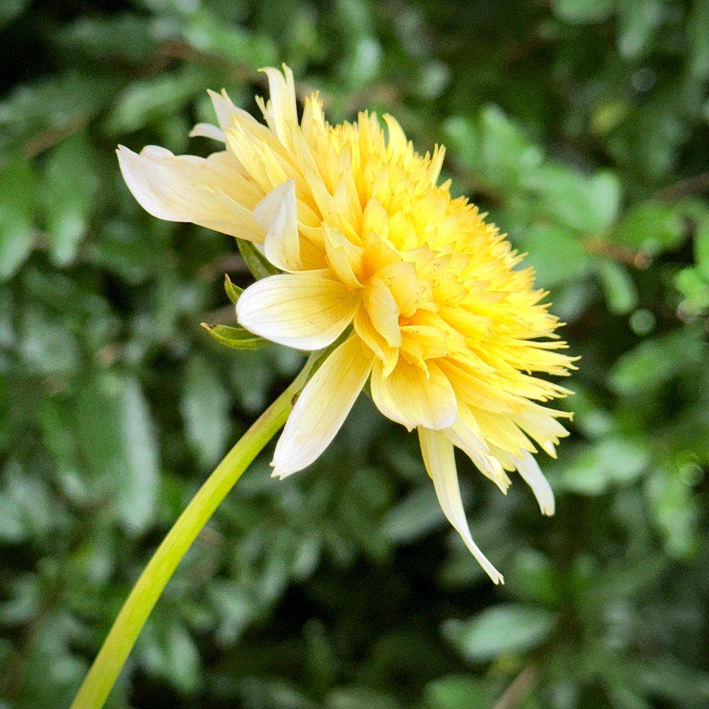 Freya’s Paso Doble Dahlia Tuber