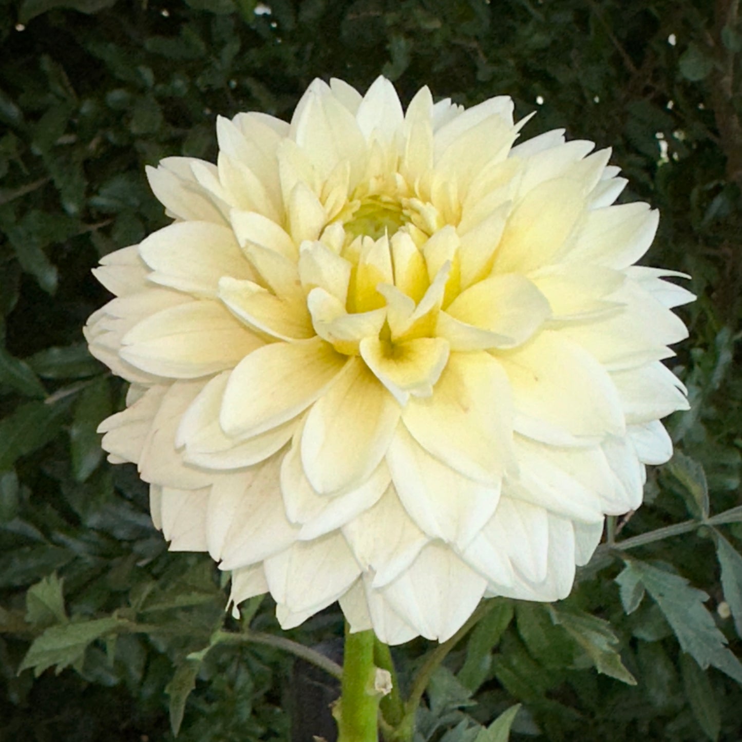 Polar Ice Dahlia Tuber