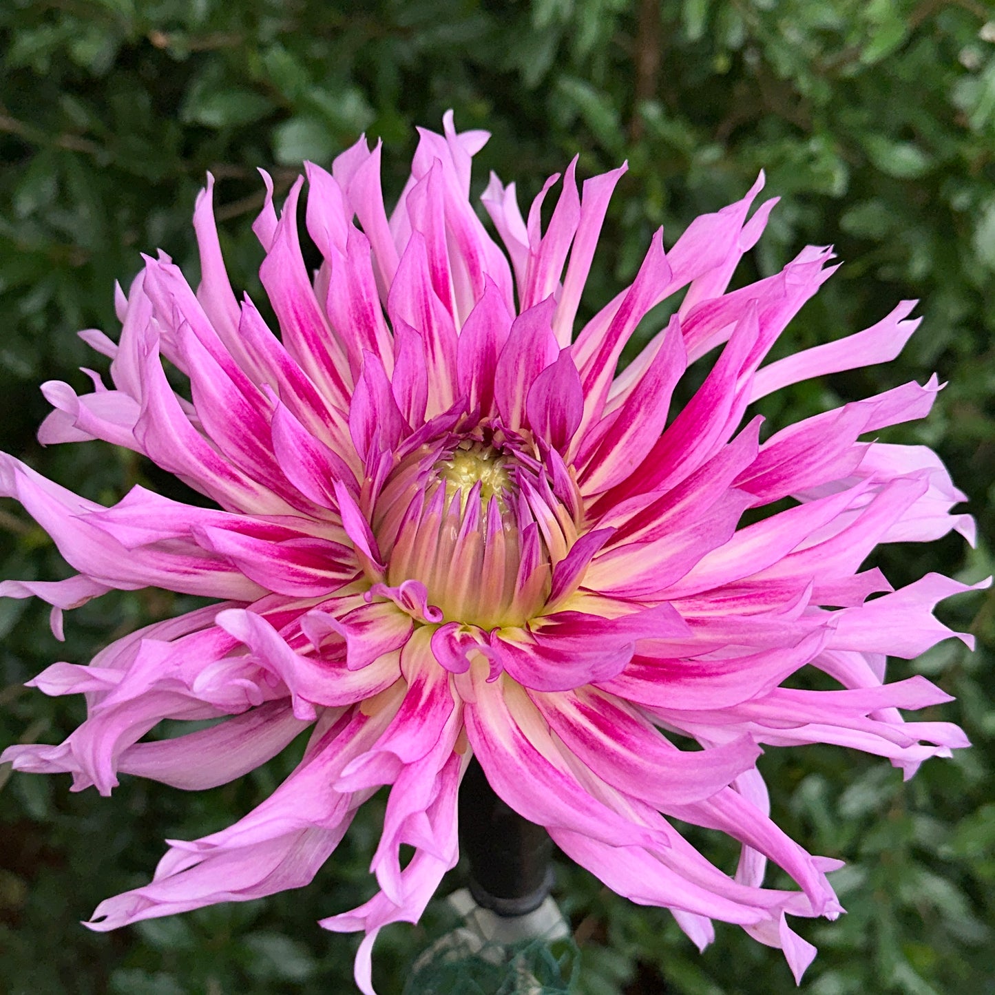 Torsade Dahlia Tuber