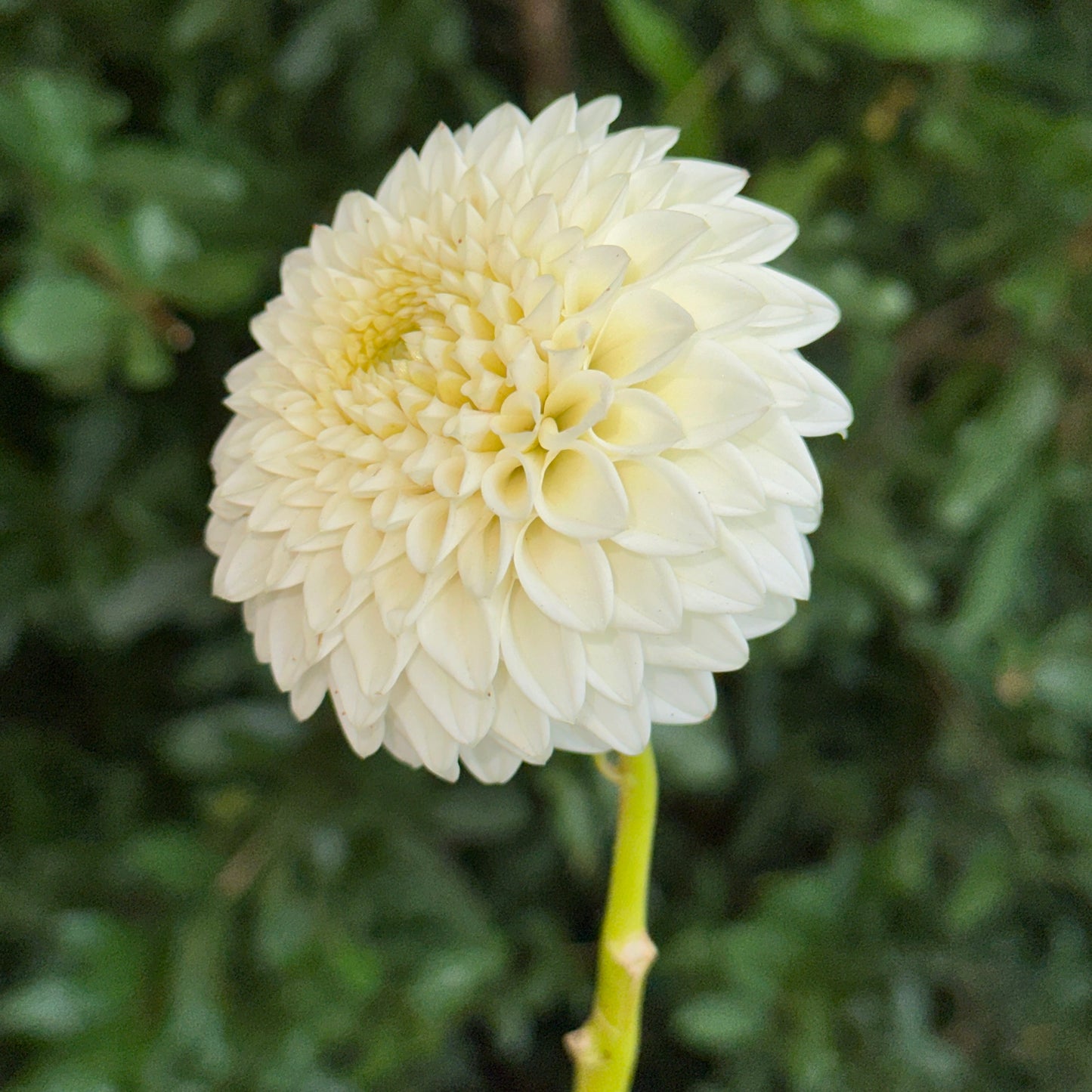 Reycroft Jan Dahlia Tuber