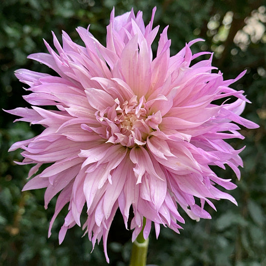 Labyrinth Two Tone Dahlia Tuber