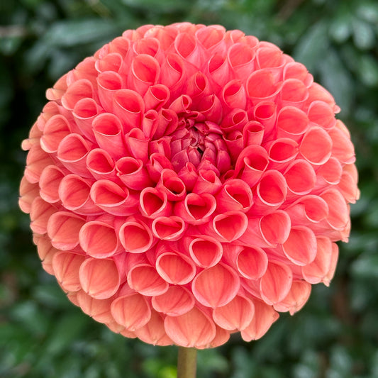 Cornel Bronze Dahlia Tuber
