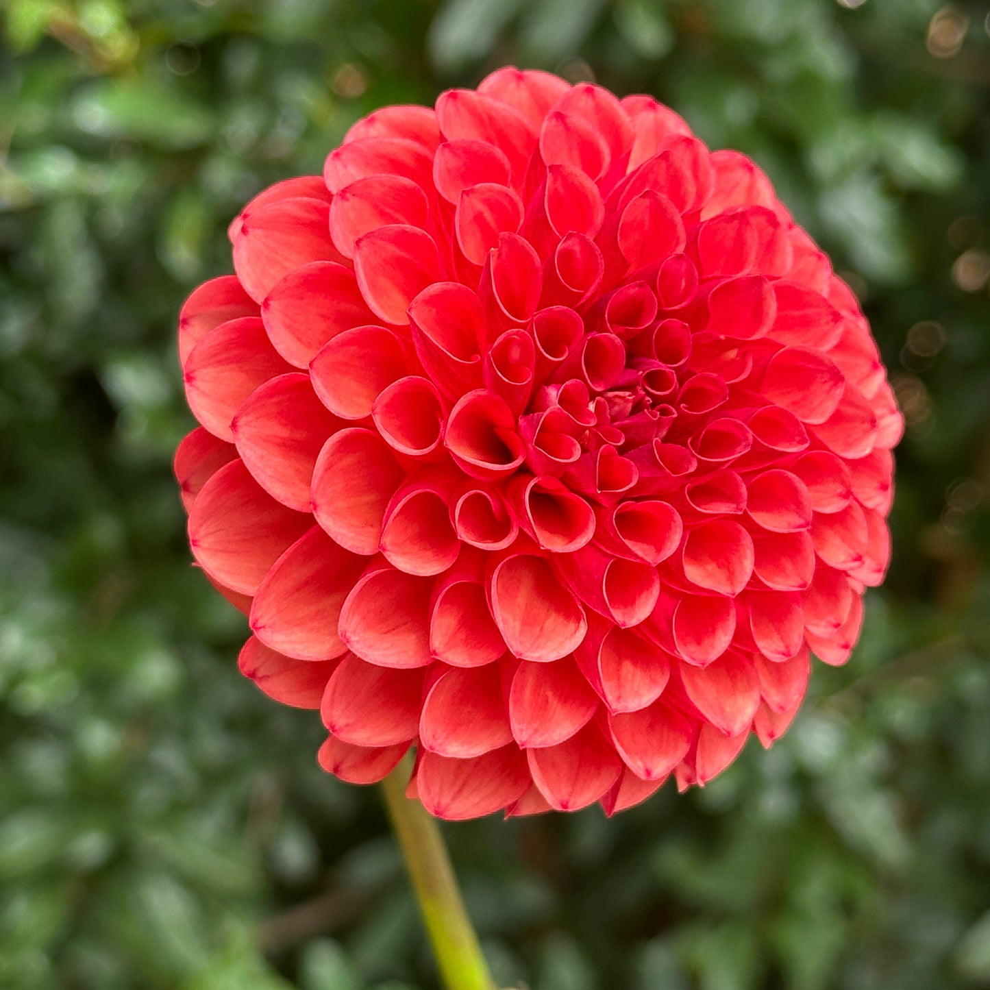 Valley Rust Bucket Dahlia Tuber