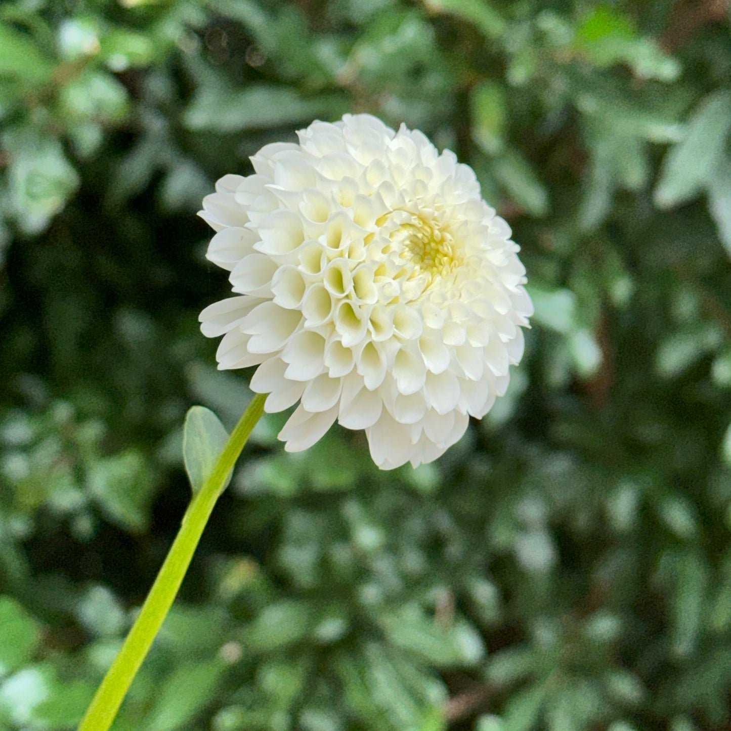 Villa Blanca Dahlia Tuber