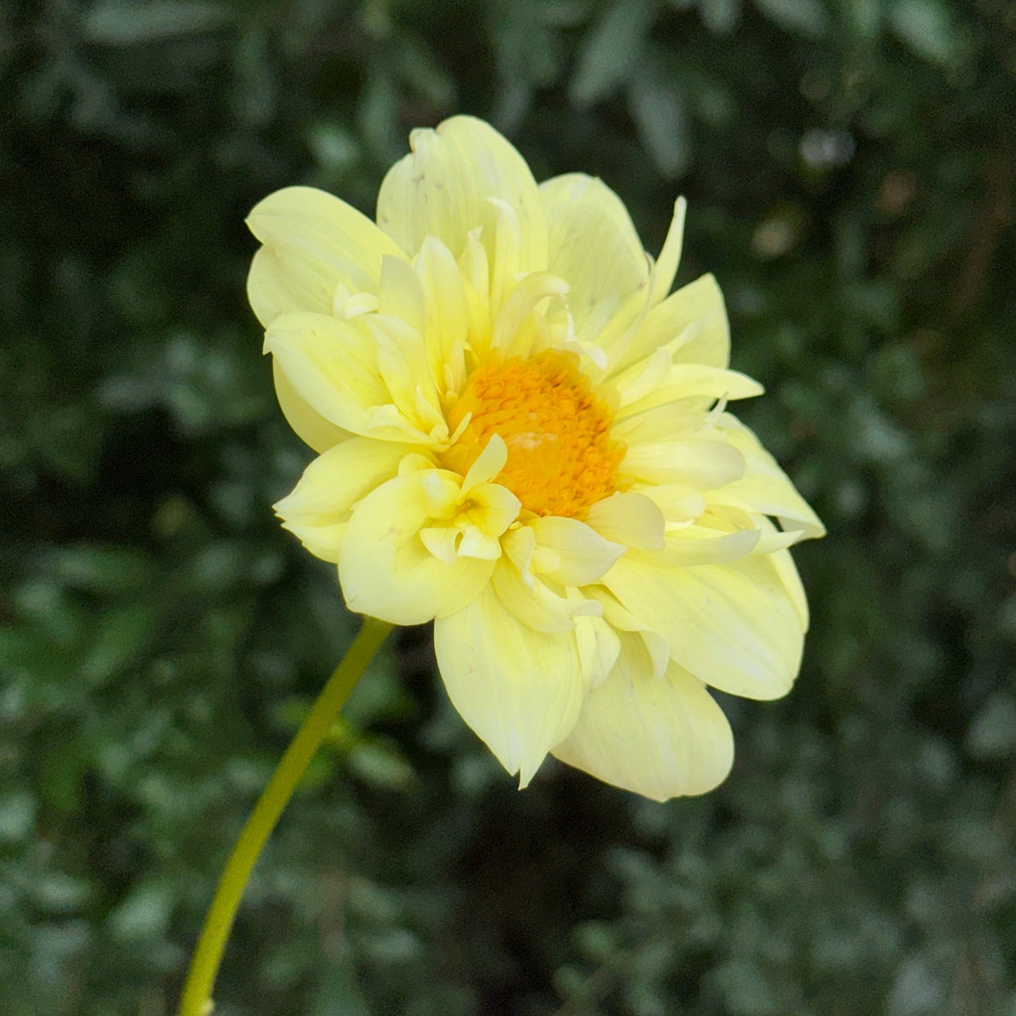 Yellow Bird Dahlia Tuber