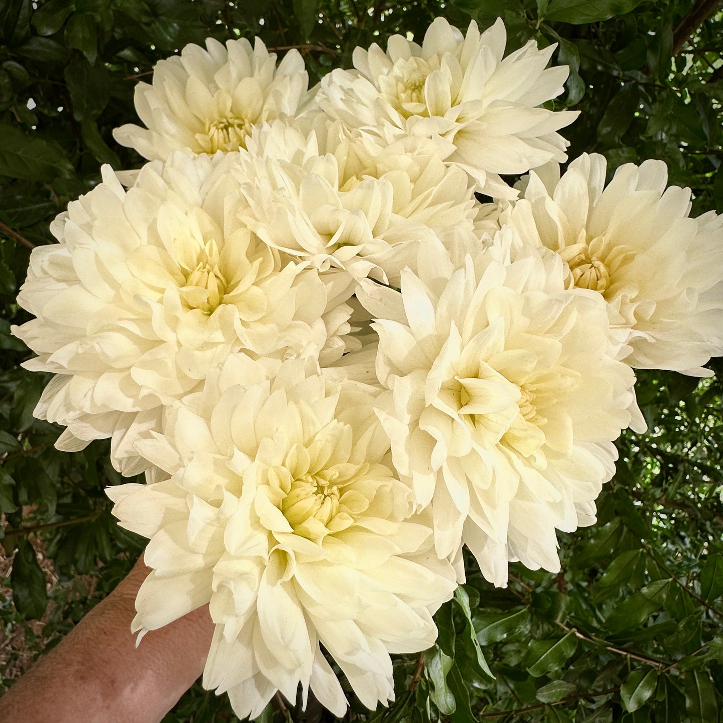 Le Castel Dahlia Tuber