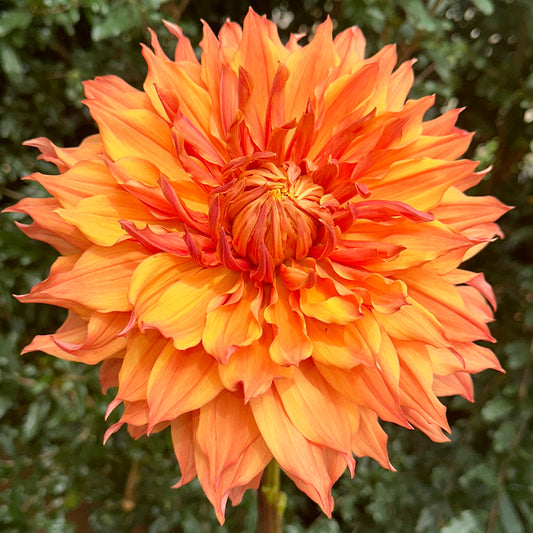 Hamari Gold Dahlia Tuber