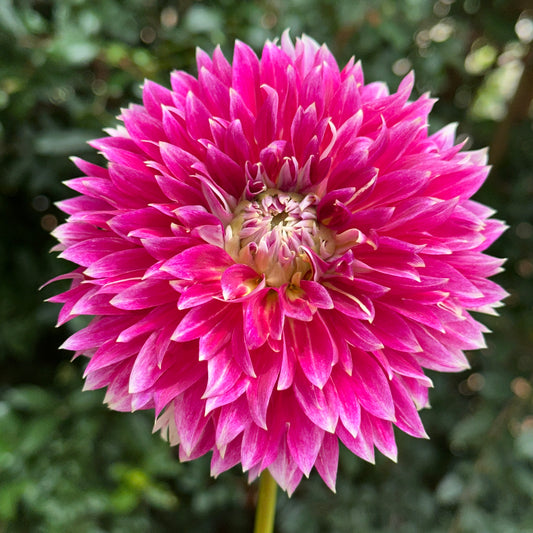 Temple of Beauty Dahlia Tuber