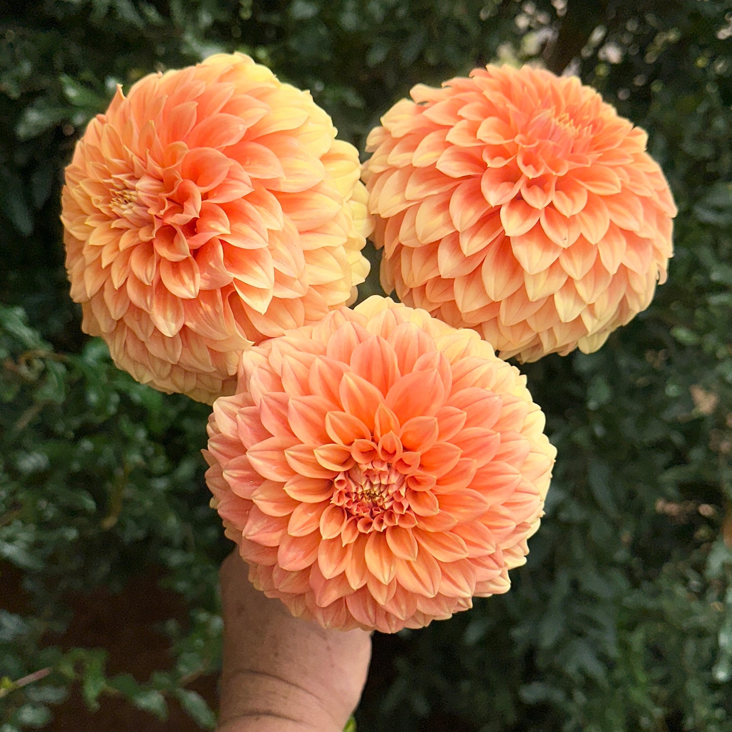 Bracken Palomino Dahlia Tuber