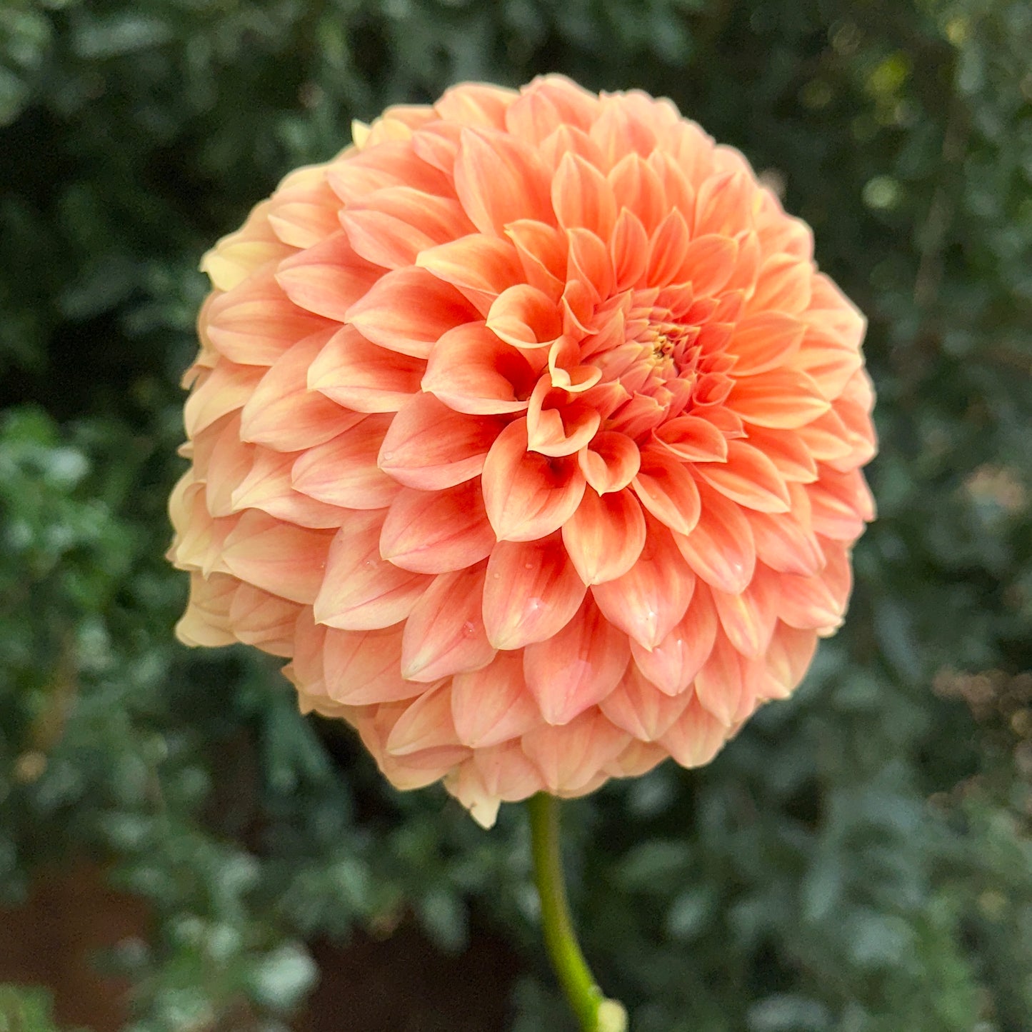 Bracken Palomino Dahlia Tuber