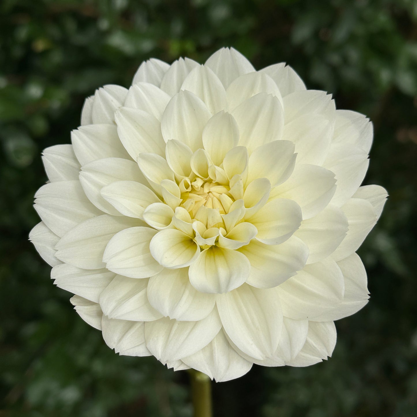 Montreuil Dahlia Tuber