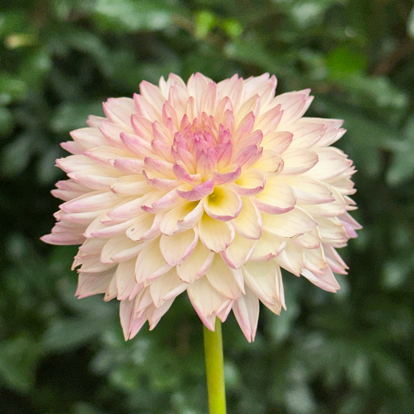 Valley Porcupine Dahlia Tuber