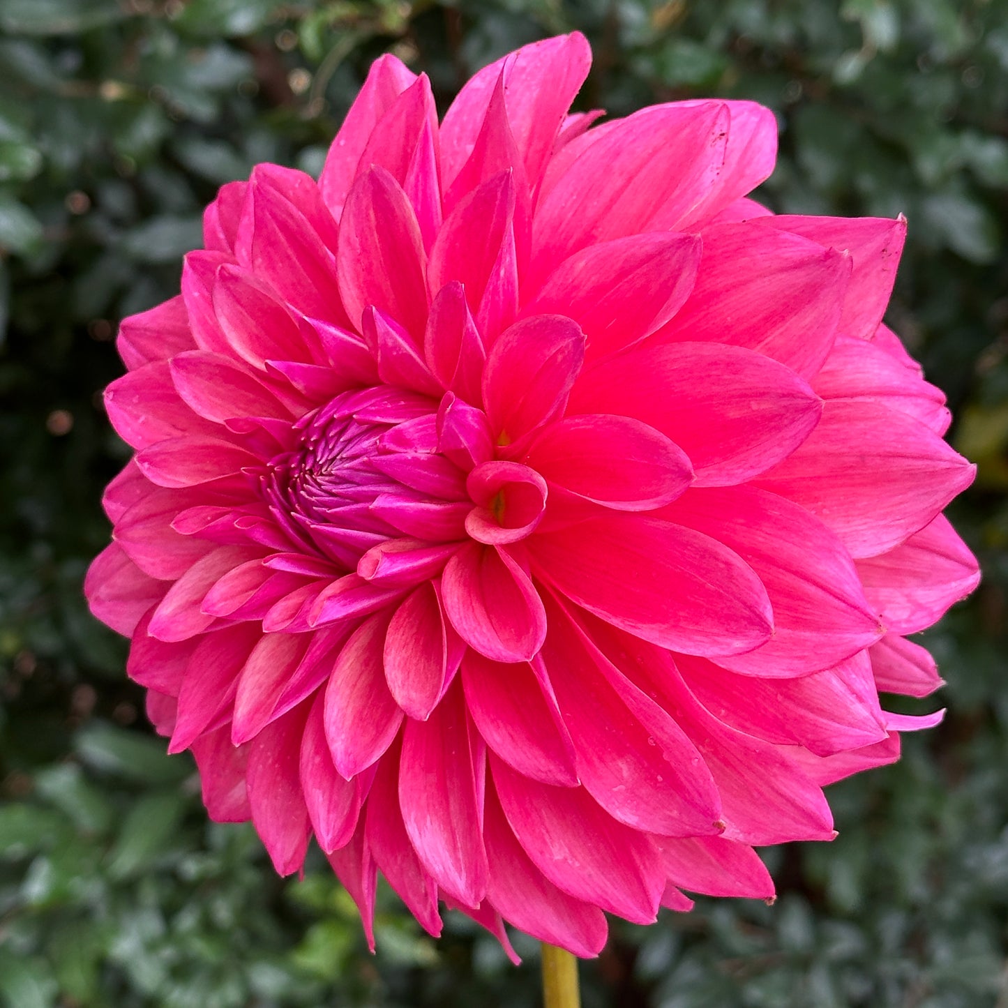 Scaur Swinton Dahlia (Limit 1 p.p)