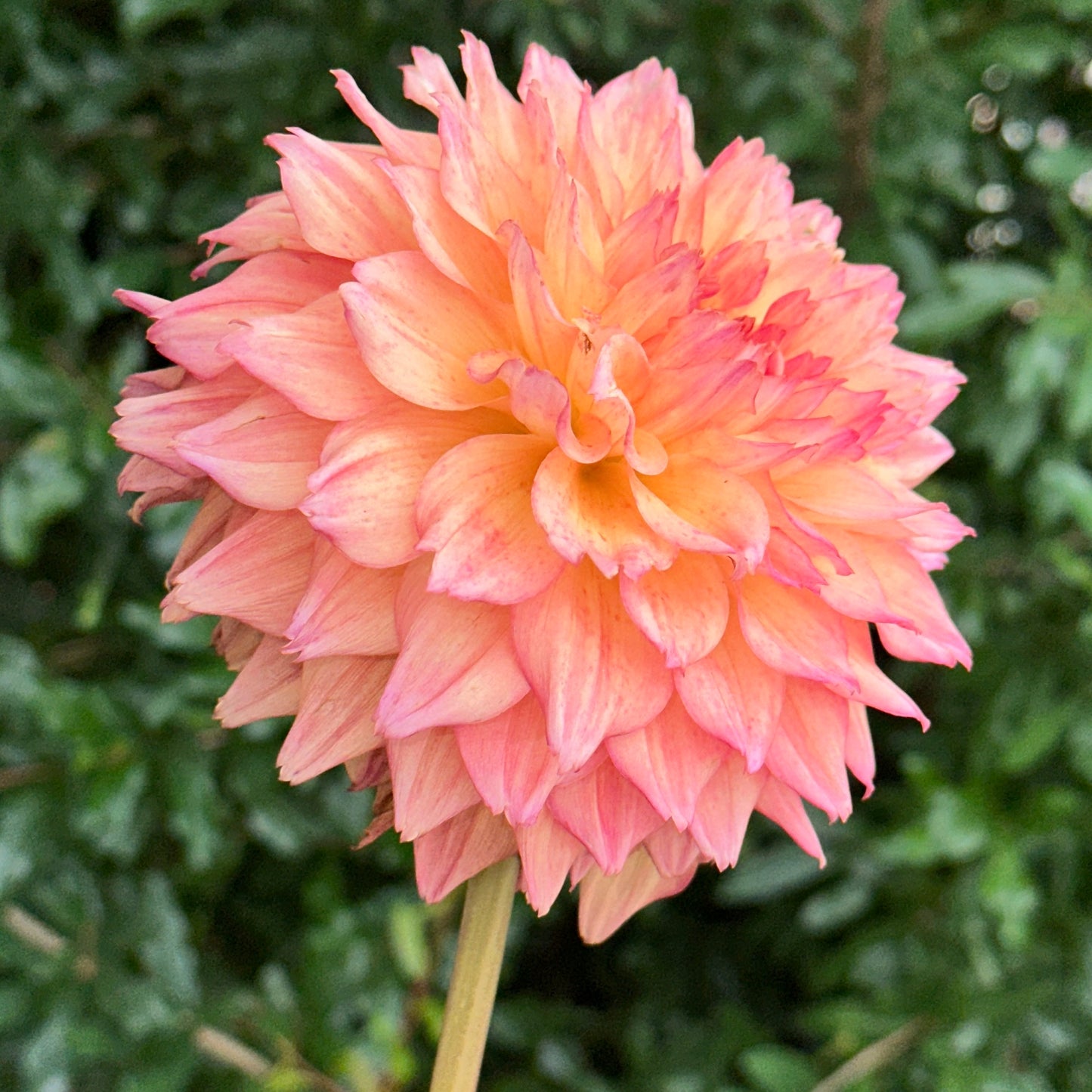 Hapet Peachy Dahlia Tuber