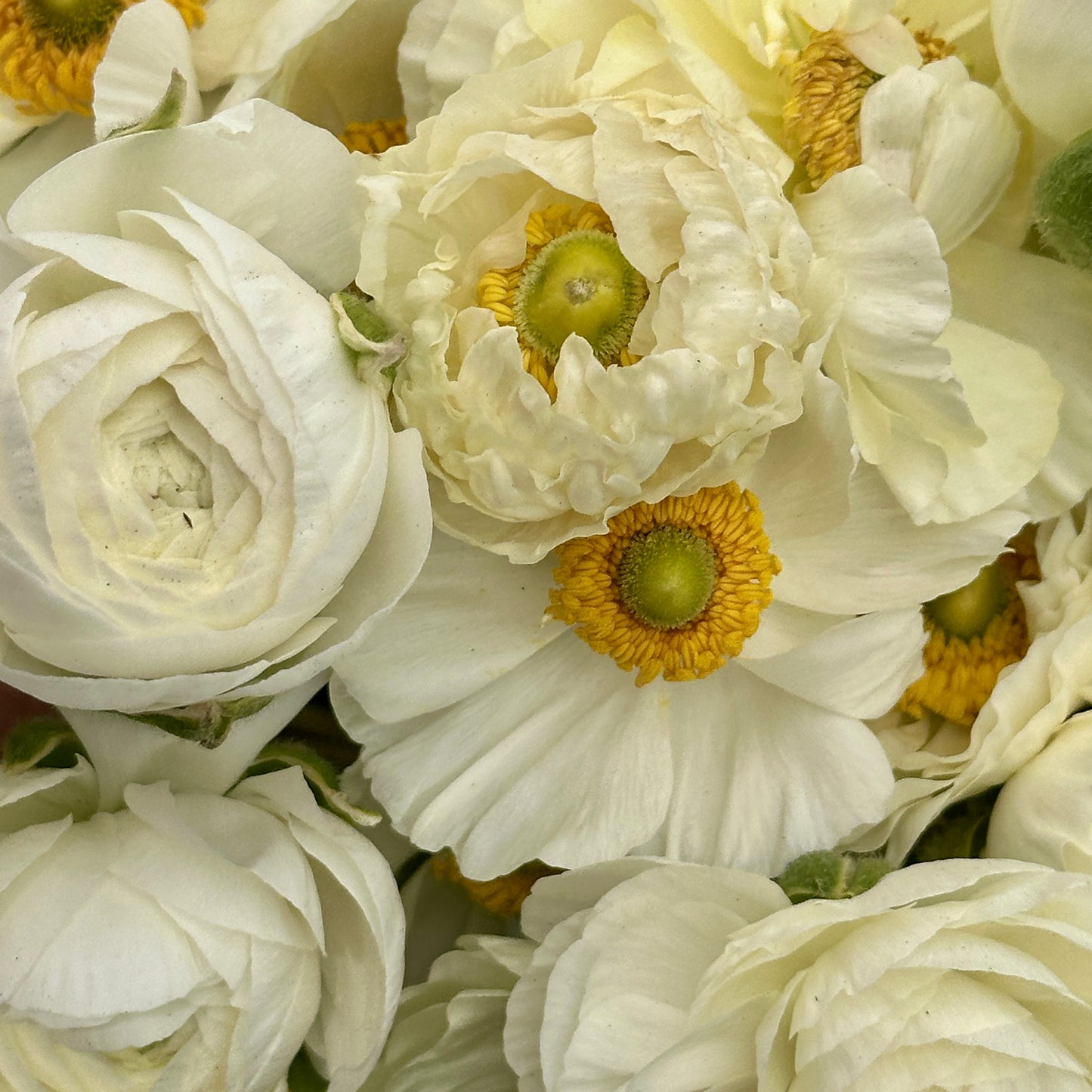Snow White Ruffles Ranunculus Corms (Pack of 20)