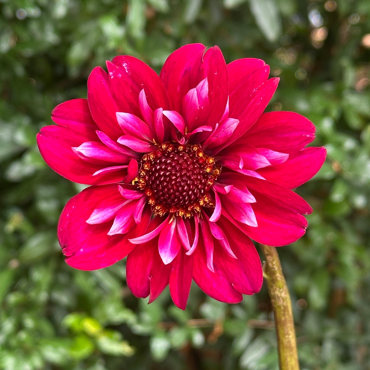 Hootenanny Dahlia Tuber