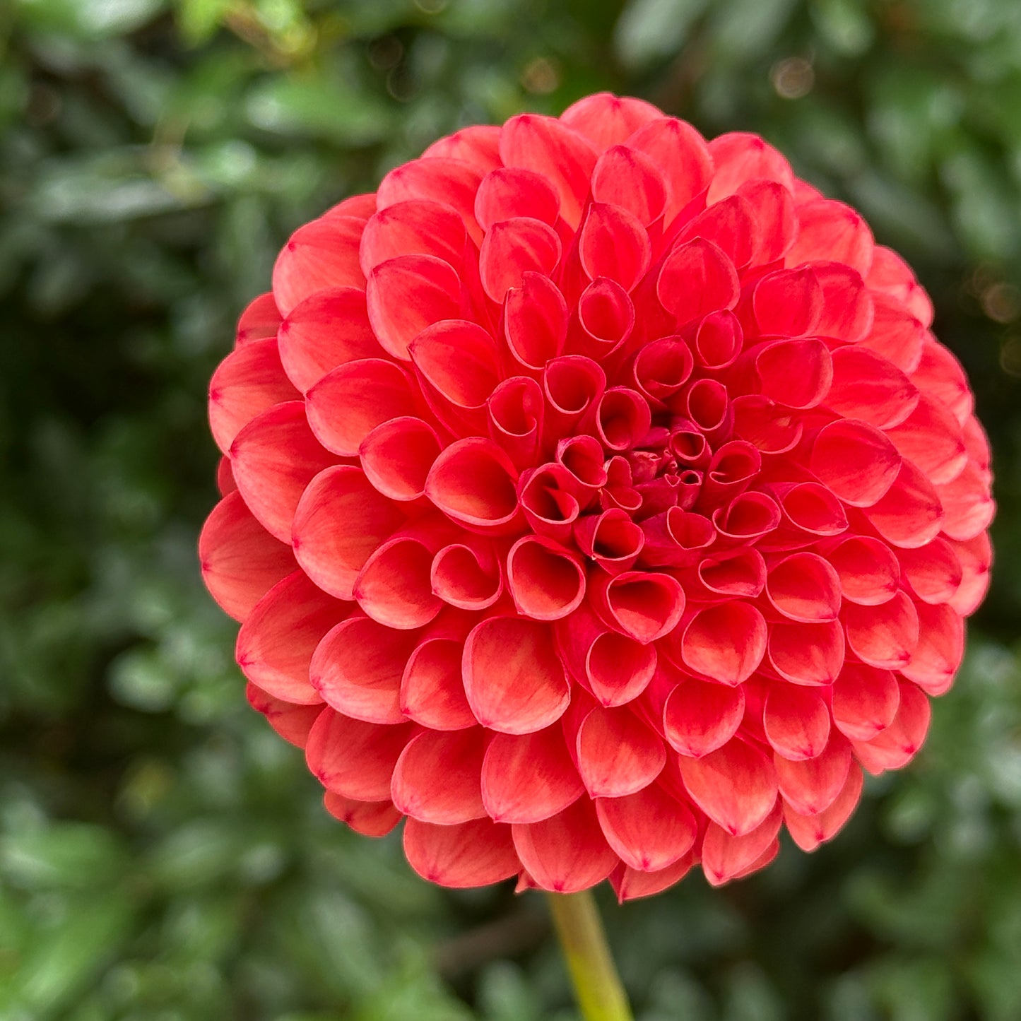 Valley Rust Bucket Dahlia Tuber