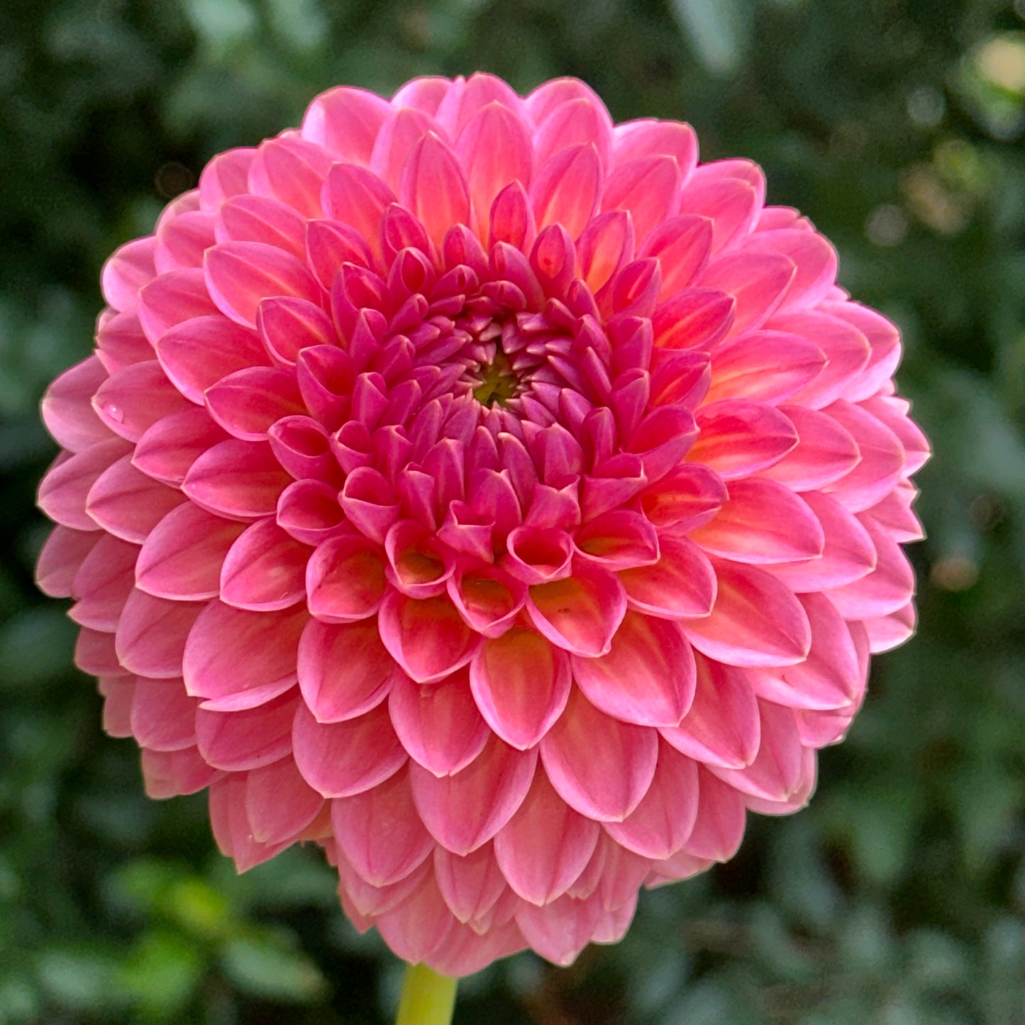 Hillcrest Suffusion Dahlia Tuber