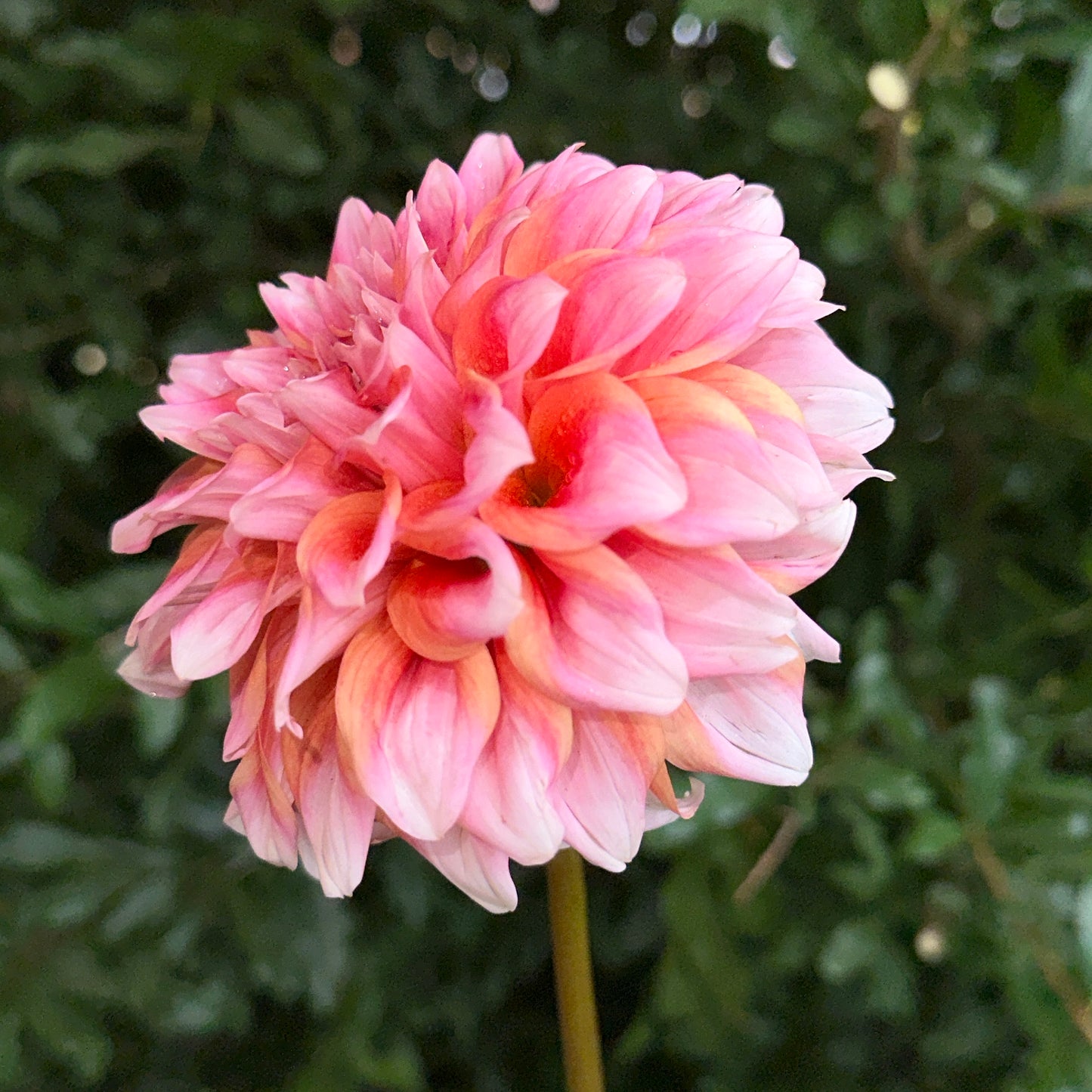 Hollyhill Orange Ice Dahlia Tuber