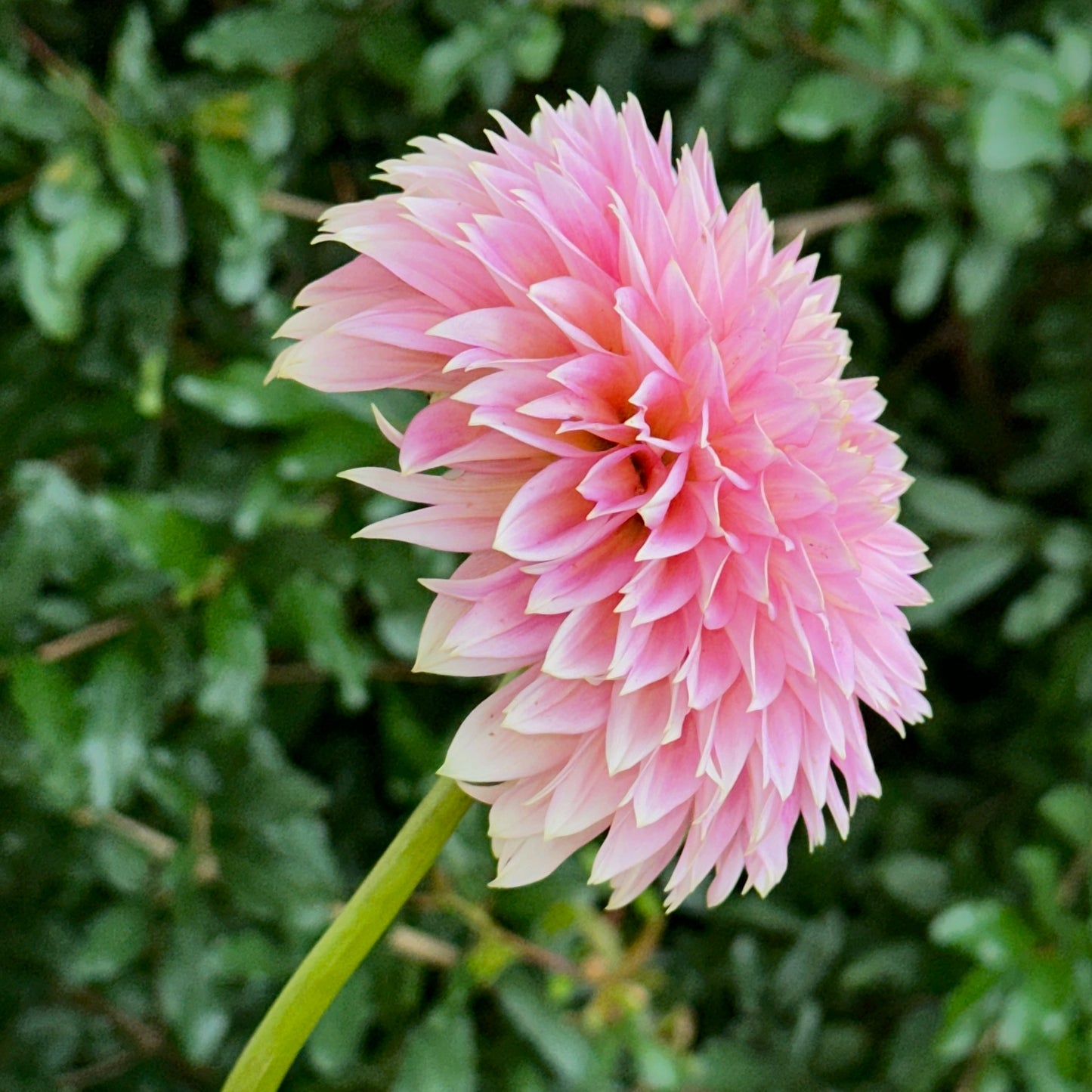 Bloomquist Mojo Dahlia Tuber