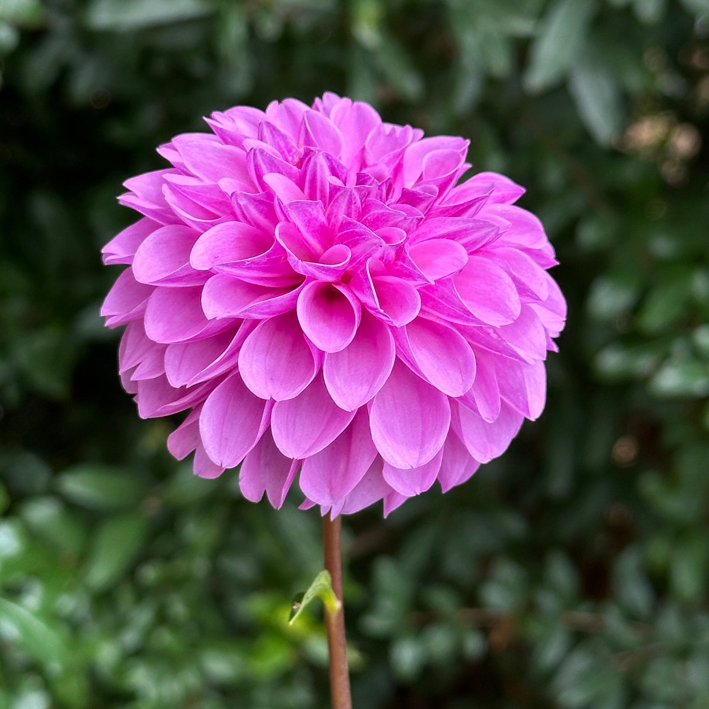 Robann Regal Dahlia Tuber