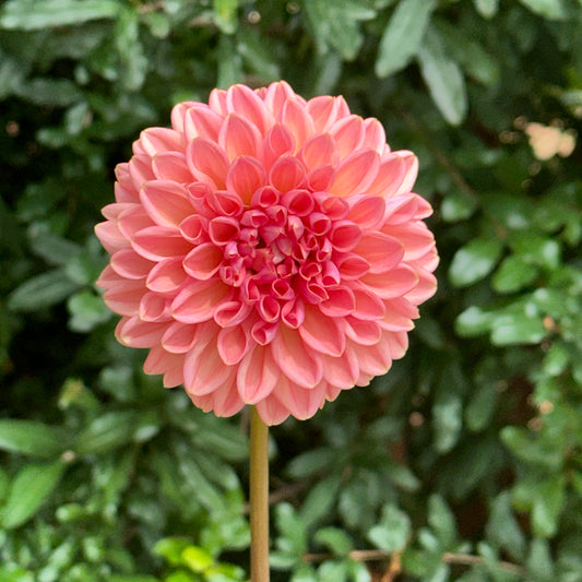 Lark's Ebbe Dahlia Tuber