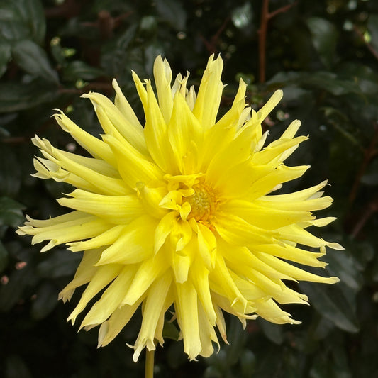 Yellow Star Dahlia Tuber