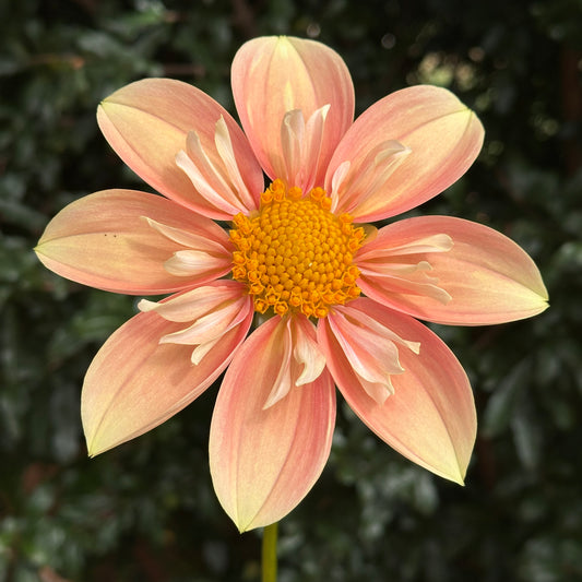 Pina's Apple Pie Dahlia (Limit 1 p.p)
