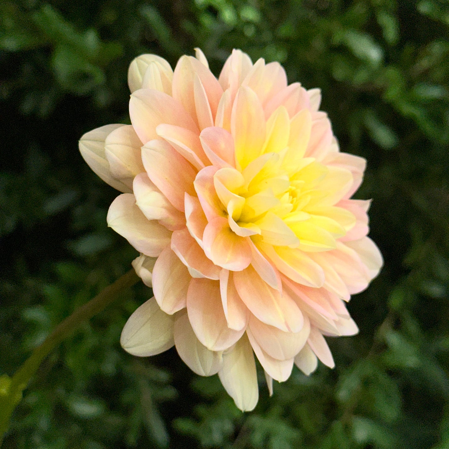 Day Dreamer Dahlia Tuber