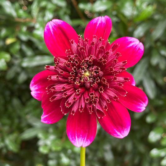 Rockstar Dahlia Tuber